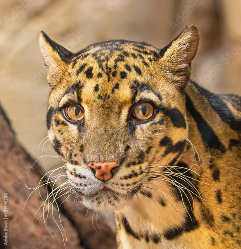 Close up portrait view of a Clouded Leopard (Neofelis nebulosa) photo