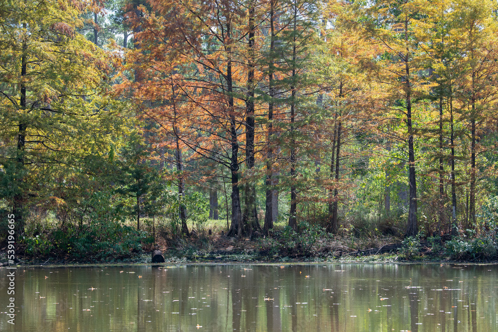 Bald cypress trees lining the edge of a pond.