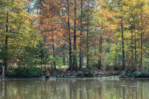 Bald cypress trees lining the edge of a pond.