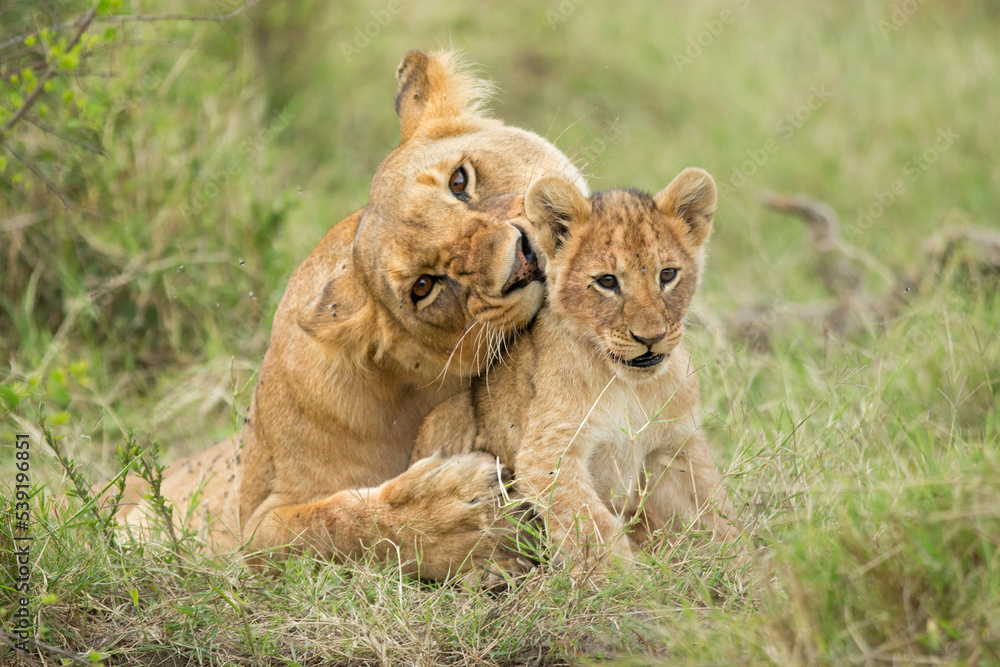 African Lion, (Panthera leo), female with cub, Masai Mara, Kenya, Africa, African Lion, (Panthera leo), female with cub, Masai Mara, Kenya, Africa,