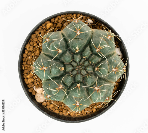 .Isolate Gymnocalycium Baldianum in pot  on white background, top view cactus and succulents photo