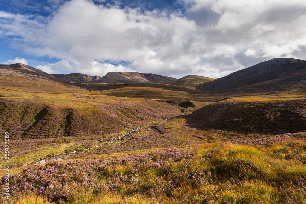 Heather moorland in the foothills of the Cairngorm mountains , Scotland, UK.August Heather moorland in the foothills of the Cairngorm mountains , Scotland, UK.August
