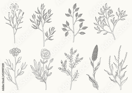 Flower and leaves set. Different floral elements in sketch style. composition for designing greeting cards or invitations