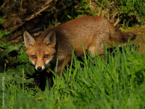 European red fox (Vulpes vulpes) cub walking through grass. UK. June. 
