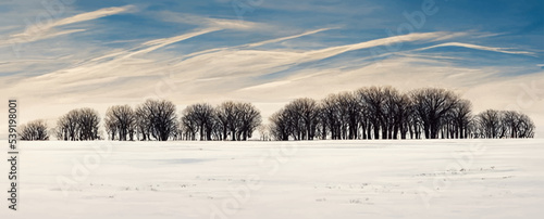 winter minimalistic landscape, a row of bare trees