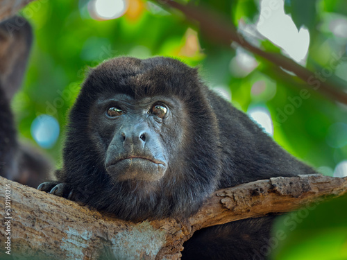 Howler monkey (Alouatta caraya) portrait, Costa Rica.
 photo