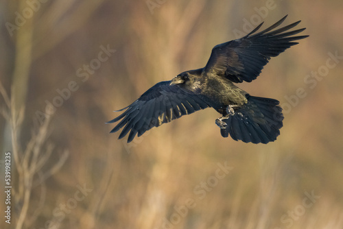 Bird Common Raven Corvus corax, dark style big black scary bird flying, Helloween © Marcin Perkowski