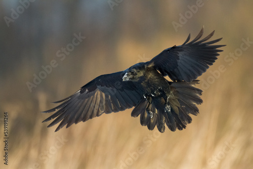 Bird Common Raven Corvus corax, dark style big black scary bird flying, Helloween