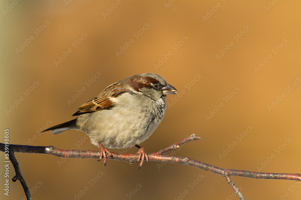 Bird - House sparrow Passer domesticus sitting on the branch
