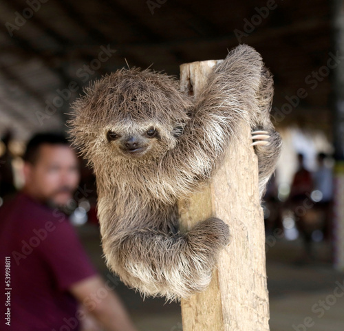 Canvas Print Filhote de Bicho-Preguiça