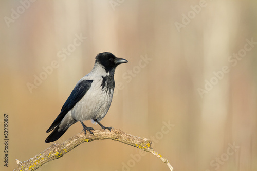 Bird Hooded Crow Corvus corone bird sitting on branch