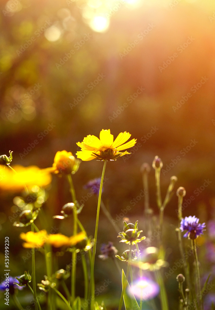 Field of blooming yellow flowers on a background sunset. Summer nature background.