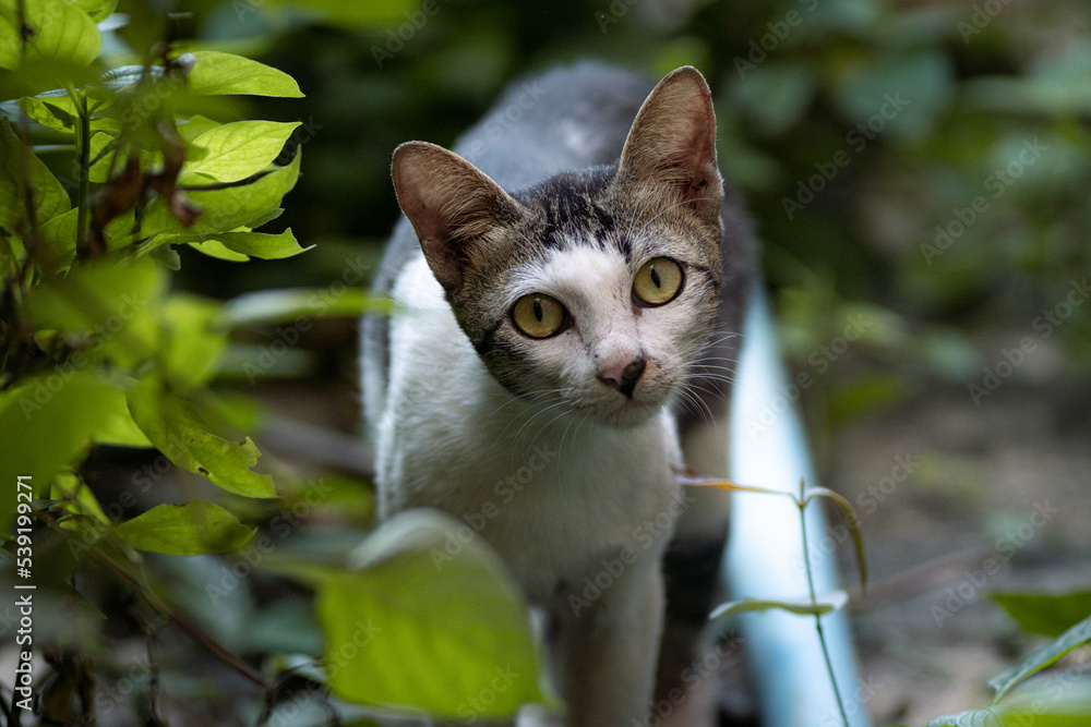Asian cat in the forest Asian cat in the forest