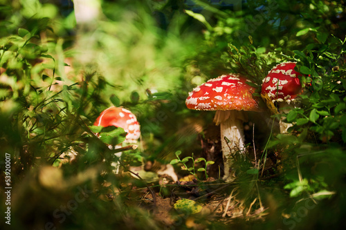 Three fly agaric mushrooms is on the ground in the forest