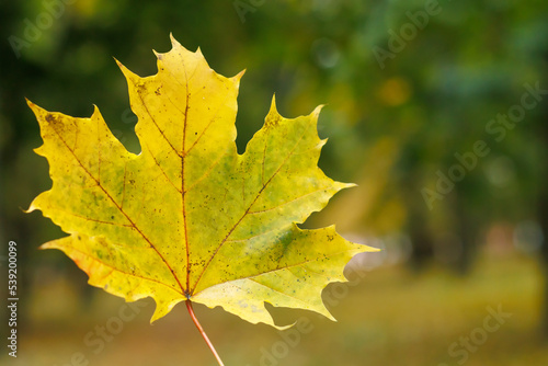 yellow autumn maple leaf close-up