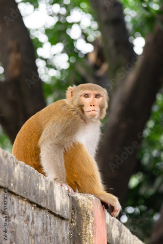 Adorable monkey in close proximity to the cities and among the people #539200260