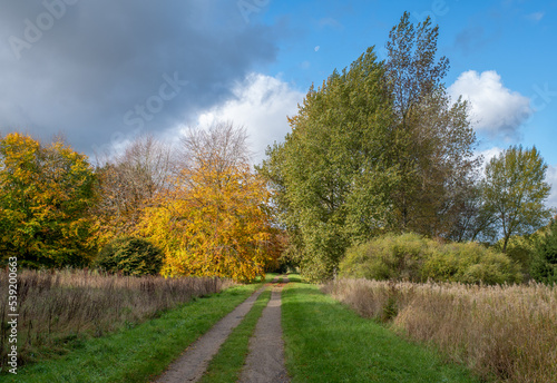 Woodland Track through trees