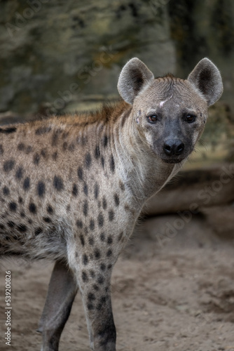 portrait for a spotted hyena