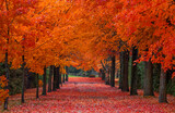 Red maple trees lining the driveway in autumn near Renfrew, Ontario, Canada