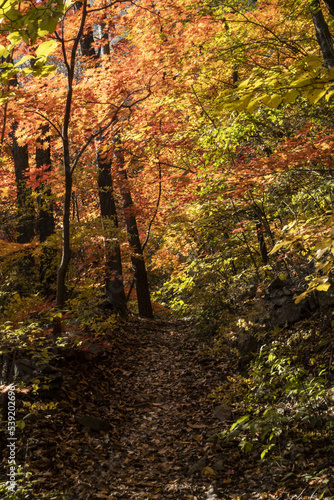 가을 단풍에 아름다워진 숲 속 © 21pro
