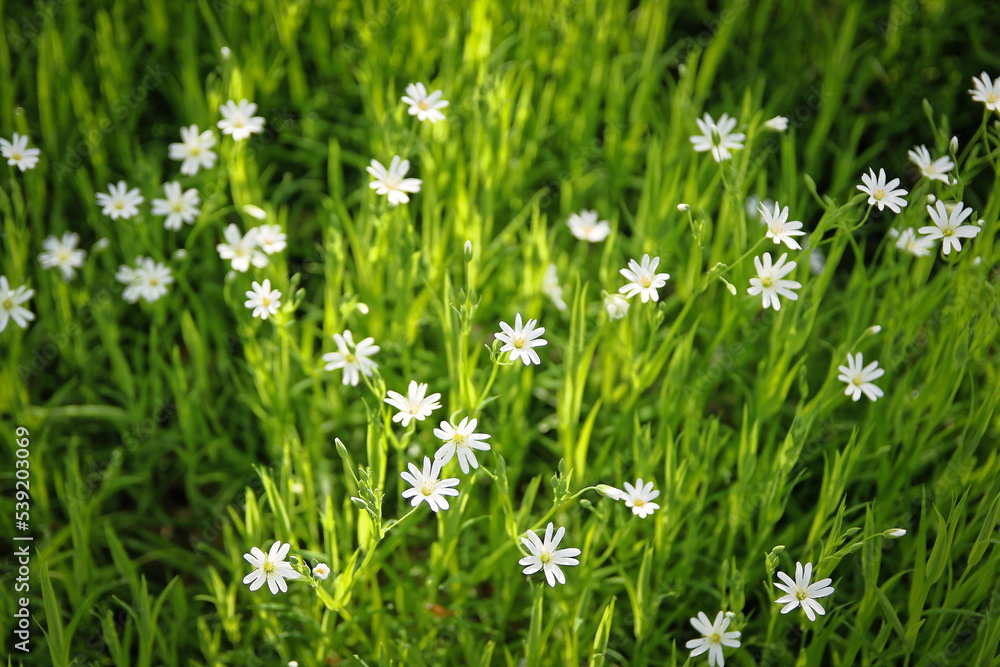 Petites fleurs blanches dans l'herbe au printemps, vue de dessus Petites fleurs blanches dans l'herbe au printemps, vue de dessus