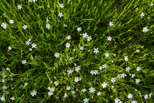 Petites fleurs blanches dans l'herbe au printemps, vue de dessus photo