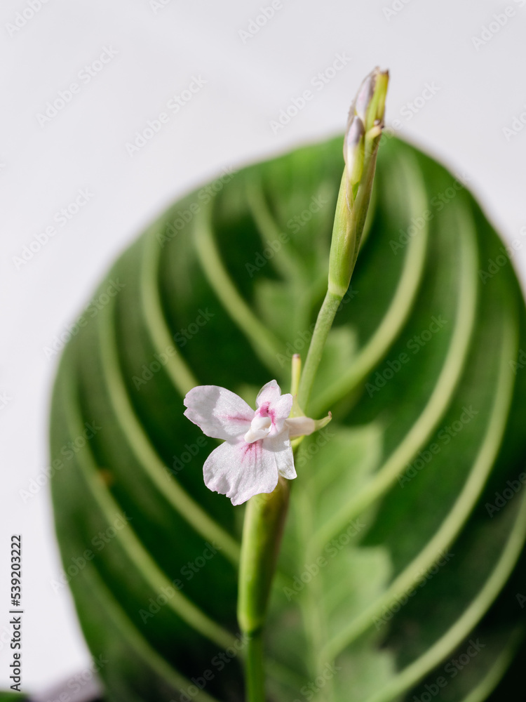 Flower of maranta lemon lime house plant. Close up view of pink flower,  flowering green veined exotic plant Maranta Leuconeura Lemon Lime. Shallow  DOF Stock Photo | Adobe Stock