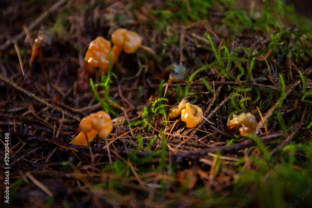 Jelly baby mushrooms in a Scottish forest Jelly baby mushrooms in a Scottish forest