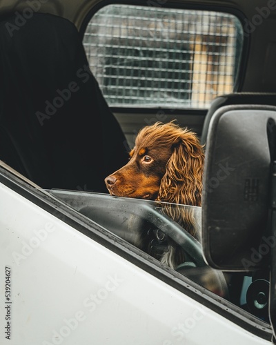 A beautiful Boykin Spaniel dog watching out of a van window photo
