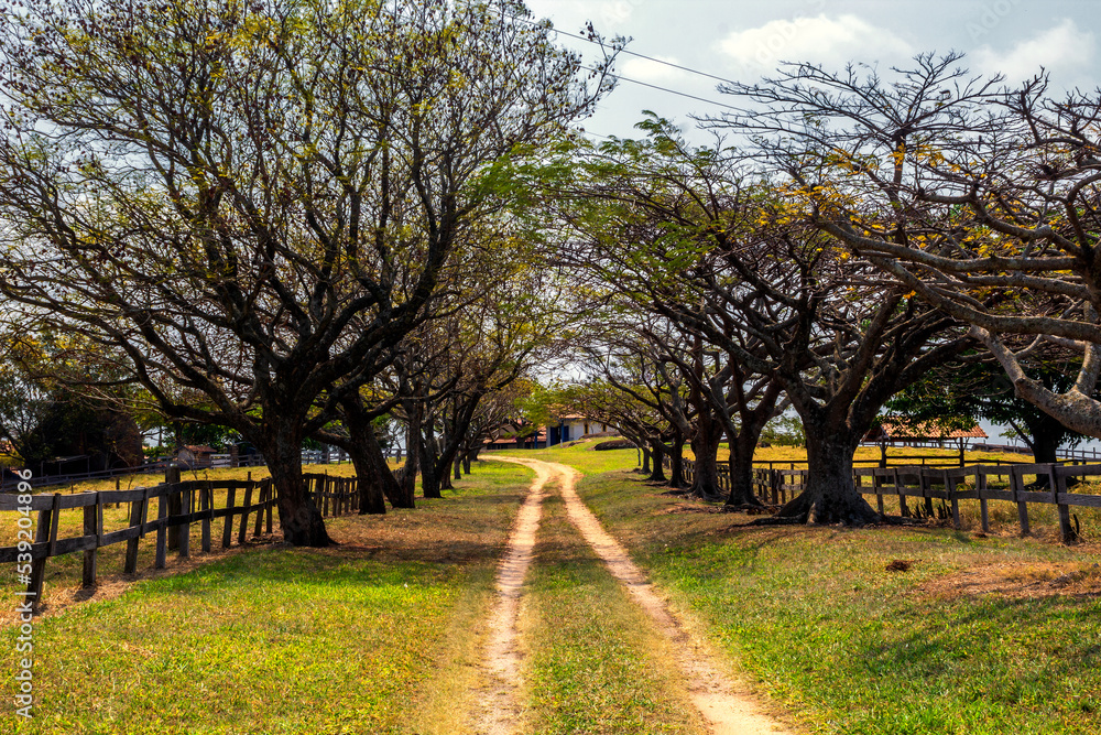 Obraz premium Caminho IMG_0193