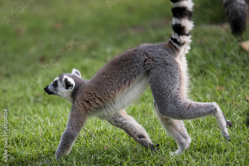 a ring lemur walking on grass ground