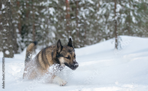 Young east siberian laika running in deep snow