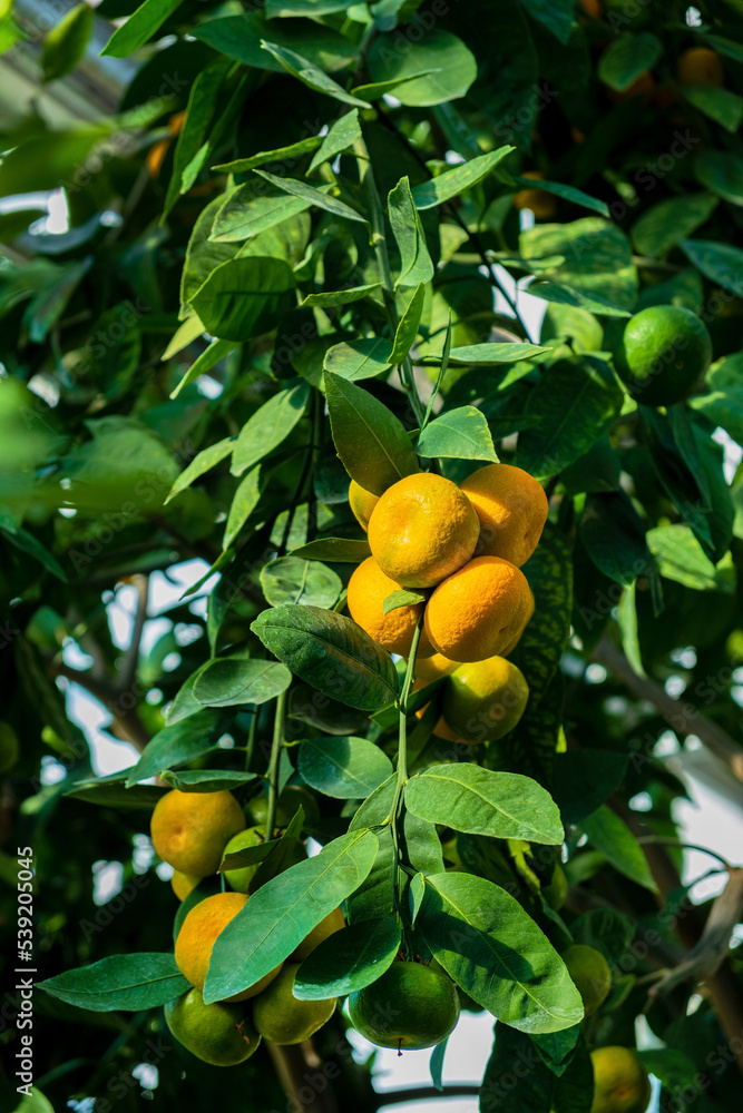 fresh lemons on the branch