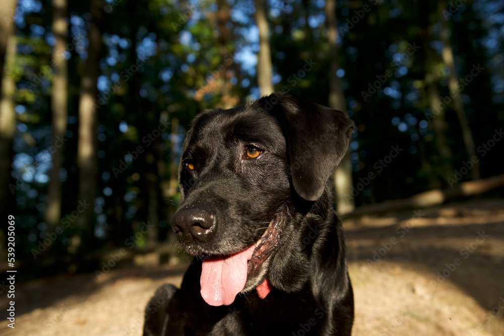 Cute and proud black labrador dog head in the clear morning light, looking away in a deep French forest near Lyon.