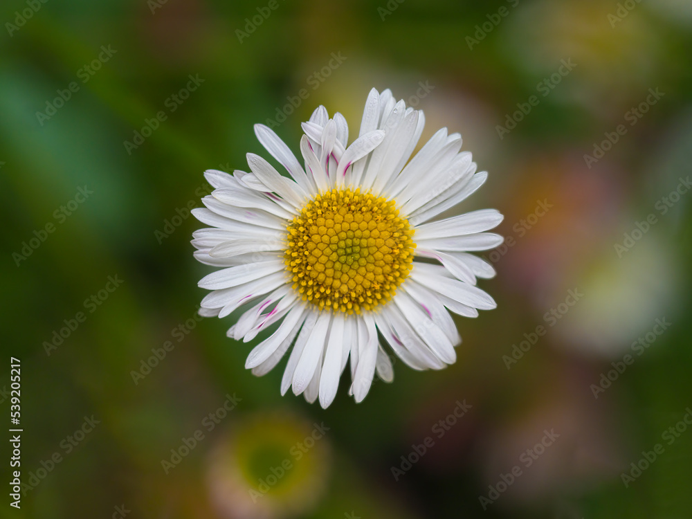 daisy flower closeup daisy flower closeup
