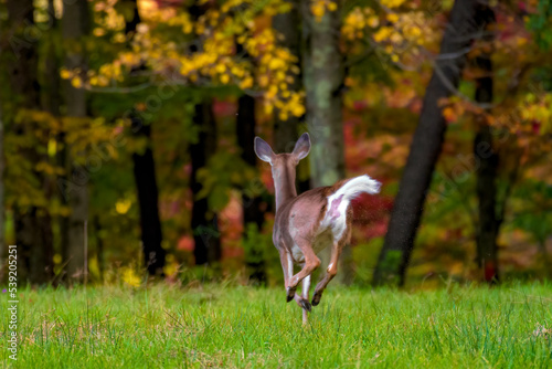 Photography A very healthy Doe in an open field along the fence line of the woods in Early Autumn