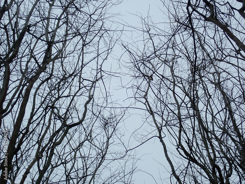 Abstract of tree limbs overhead