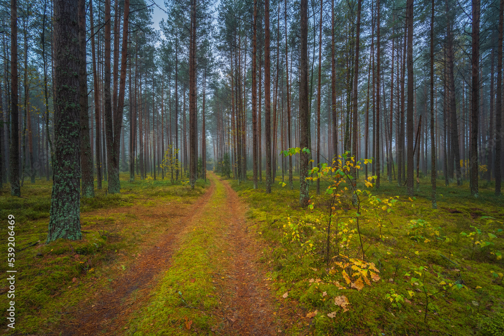 Dark misty forest with white haze, dreamy view Dark misty forest with white haze, dreamy view