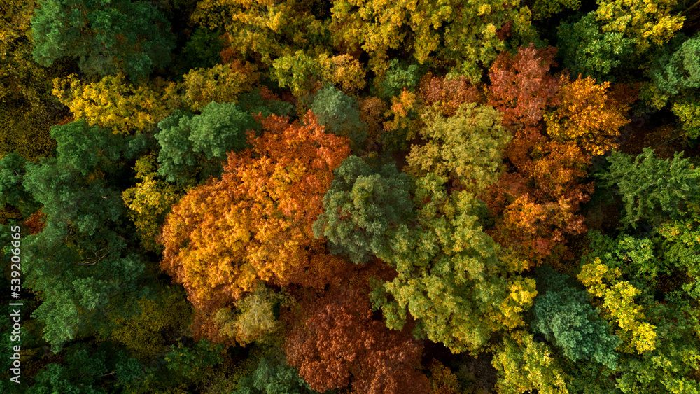 Beautiful aerial fall trees. Top down view on autumn deciduous forest in yellow and orange colors. Aerial view of forest during calm autumn day. Colourful autumn colours in forest spits Beautiful aerial fall trees. Top down view on autumn deciduous forest in yellow and orange colors. Aerial view of forest during calm autumn day. Colourful autumn colours in forest spits