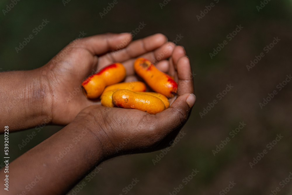 Aboriginal child holding Fingersop Aboriginal child holding Fingersop