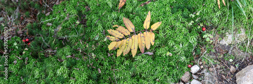 Autumn leaf on green moss. Panoramic image