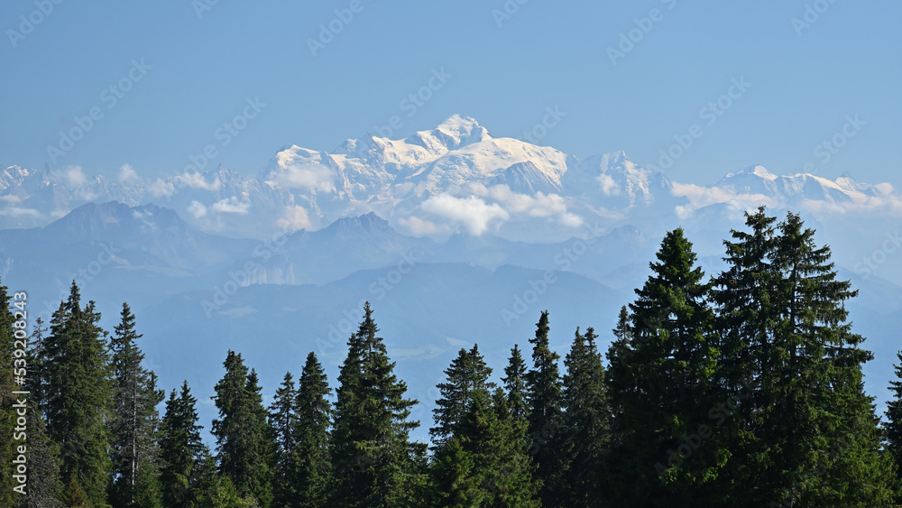 View of the Mont Blanc in the background of a fir forest