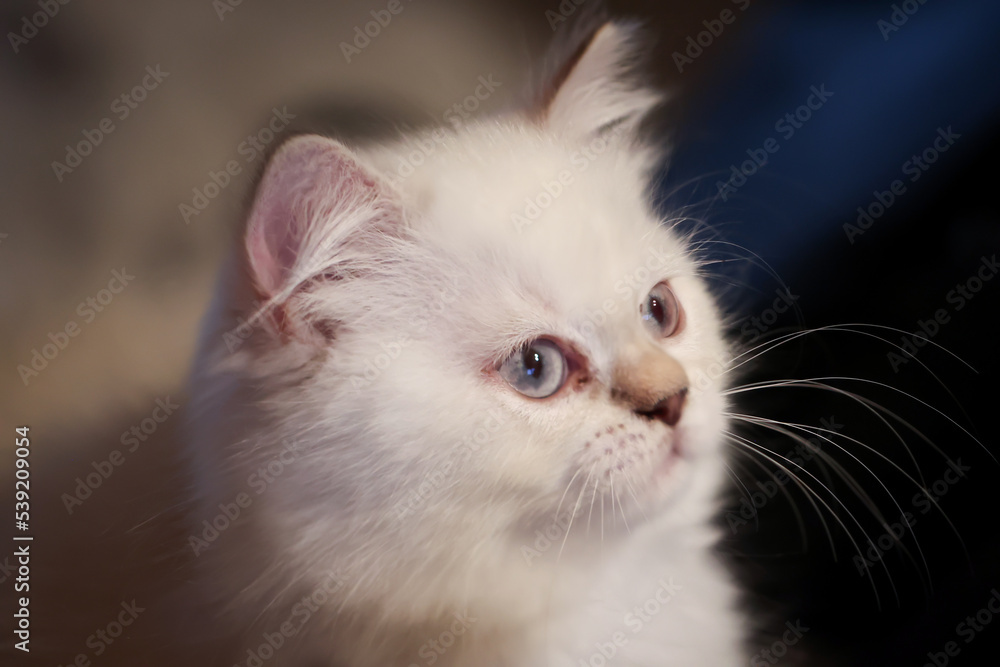 Portrait einer Hauskatze, einer Katze welche als Haustier gehalten wird.
