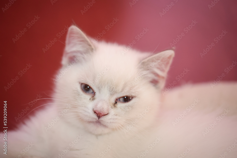 Portrait einer Hauskatze, einer Katze welche als Haustier gehalten wird.