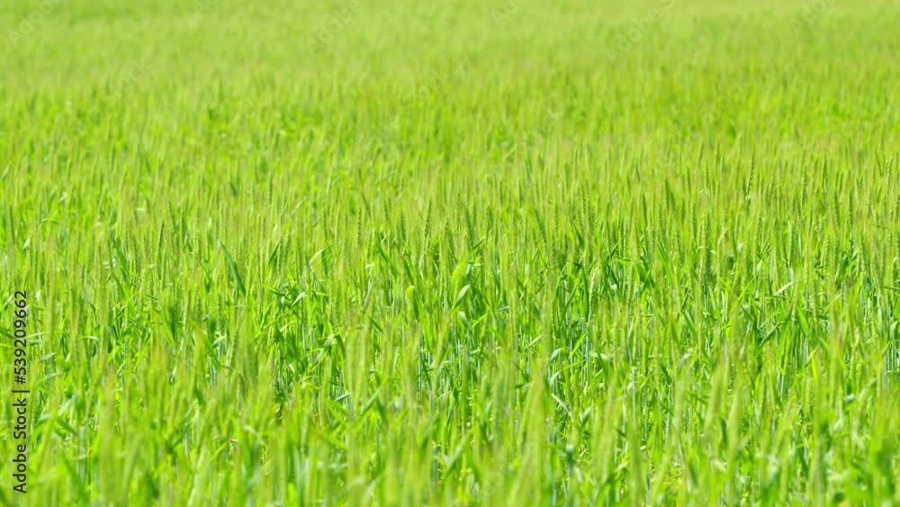 Riped wheat grain ear. Green wheat field. Green wheat field at sunny day. Farming wheat on the farm. Slow motion. Riped wheat grain ear. Green wheat field. Green wheat field at sunny day. Farming wheat on the farm. Slow motion.