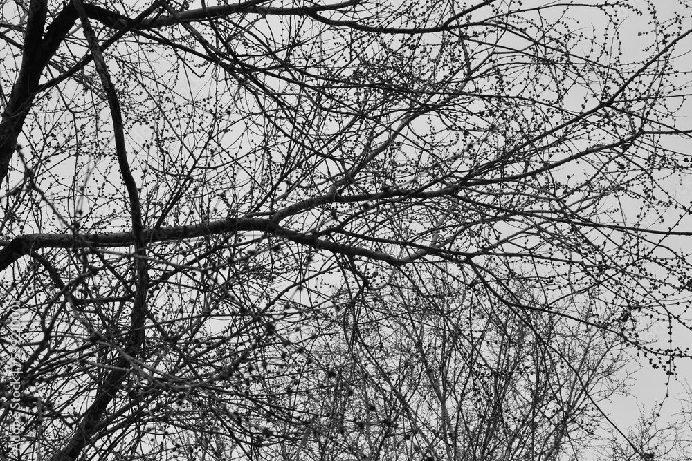 Abstract trees in black & white Abstract trees in black & white
