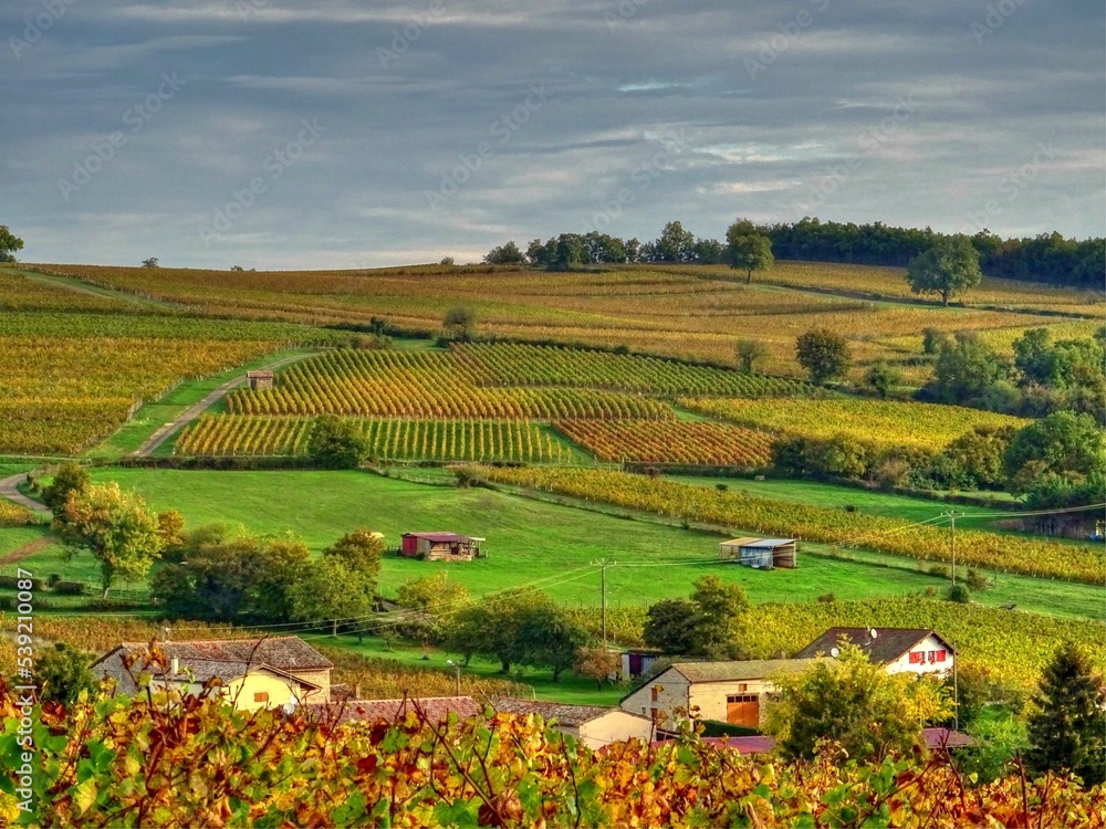 Vignoble à Chardonnay en Bourgogne.