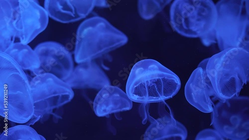 jelly fish in the aquarium