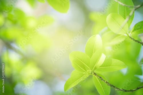 Nature of green leaf in garden. Natural green leaves plants using as spring background cover page environment ecology or greenery wallpaper