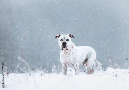 Weißer Hund im erzgebirgischem Winterwunderland